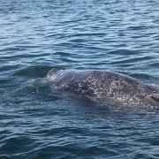 IMG 0001 2 (60)